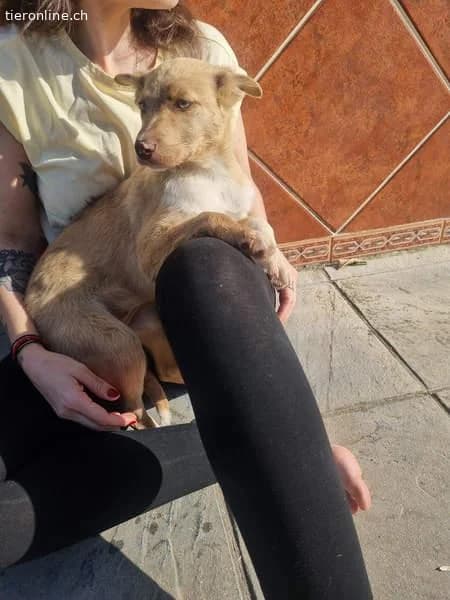 Falabella, female Border Collie for adoption at Tieronline.ch, Zürich — photo 2 of 6