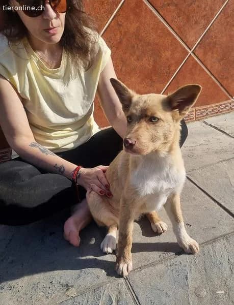 Falabella, female Border Collie for adoption at Tieronline.ch, Zürich — photo 3 of 6