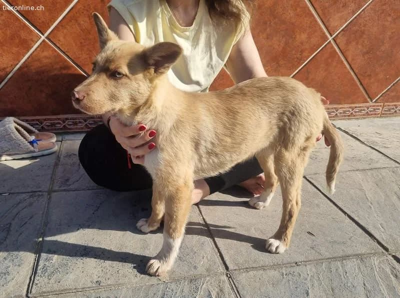 Falabella, female Border Collie for adoption at Tieronline.ch, Zürich — photo 4 of 6