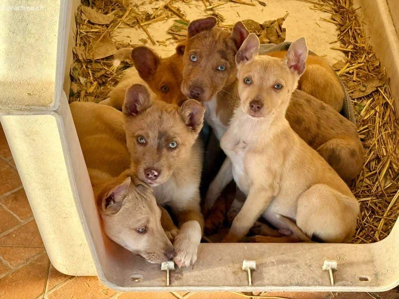 Falabella, female Border Collie for adoption at Tieronline.ch, Zürich — photo 5 of 6