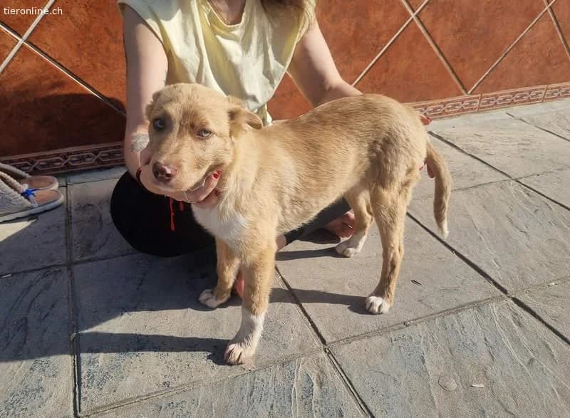 Falabella, female Border Collie for adoption at Tieronline.ch, Zürich — photo 6 of 6