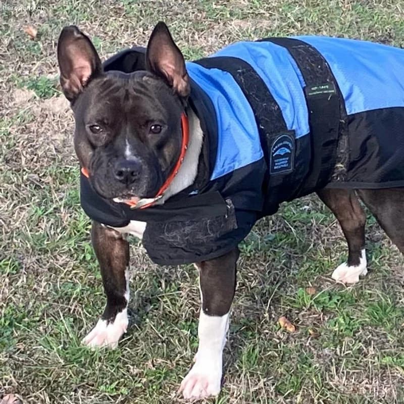 Stella, female American Staffordshire Terrier for adoption at Tieronline.ch, Zürich — photo 2 of 6