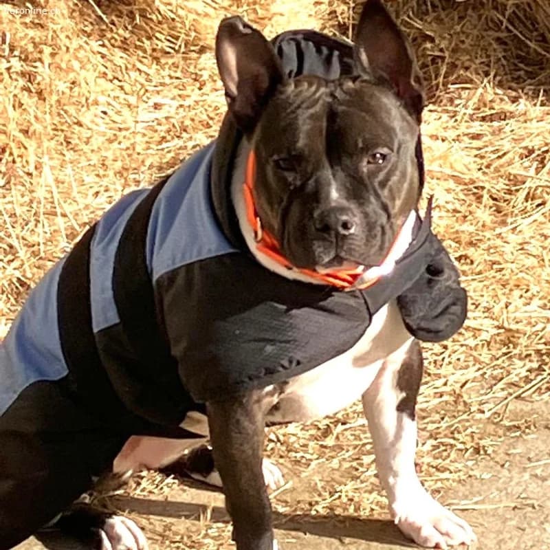 Stella, female American Staffordshire Terrier for adoption at Tieronline.ch, Zürich — photo 3 of 6