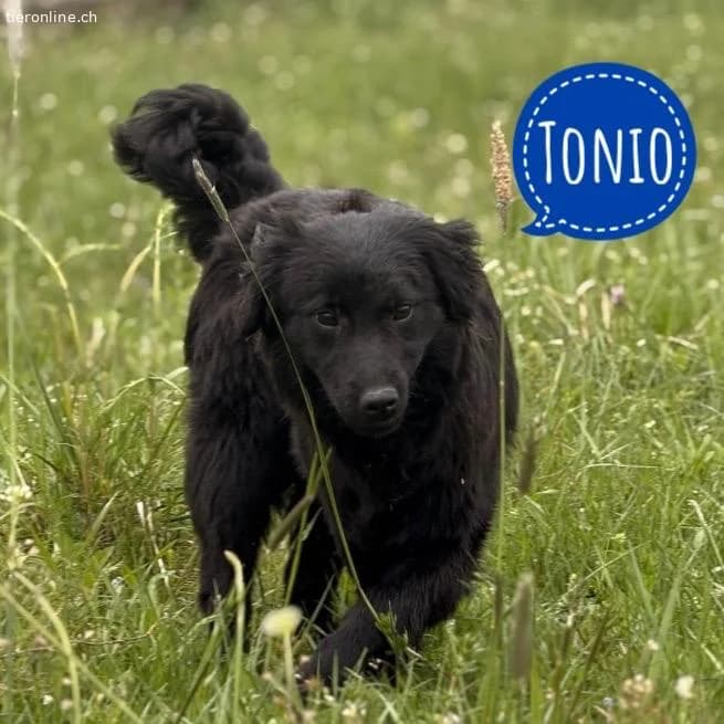 Tonio ein lovely dog, male Dachshund for adoption at Tieronline.ch, Zürich