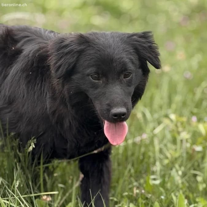 Tonio ein lovely dog, male Dachshund for adoption at Tieronline.ch, Zürich — photo 2 of 6