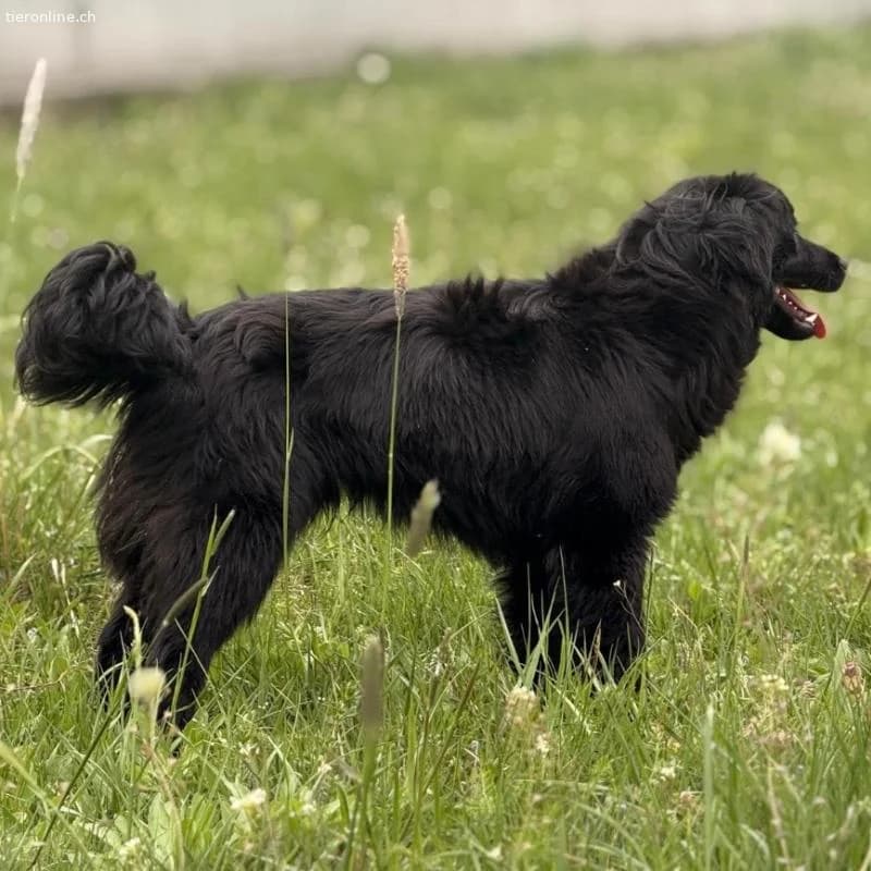 Tonio ein lovely dog, male Dachshund for adoption at Tieronline.ch, Zürich — photo 3 of 6