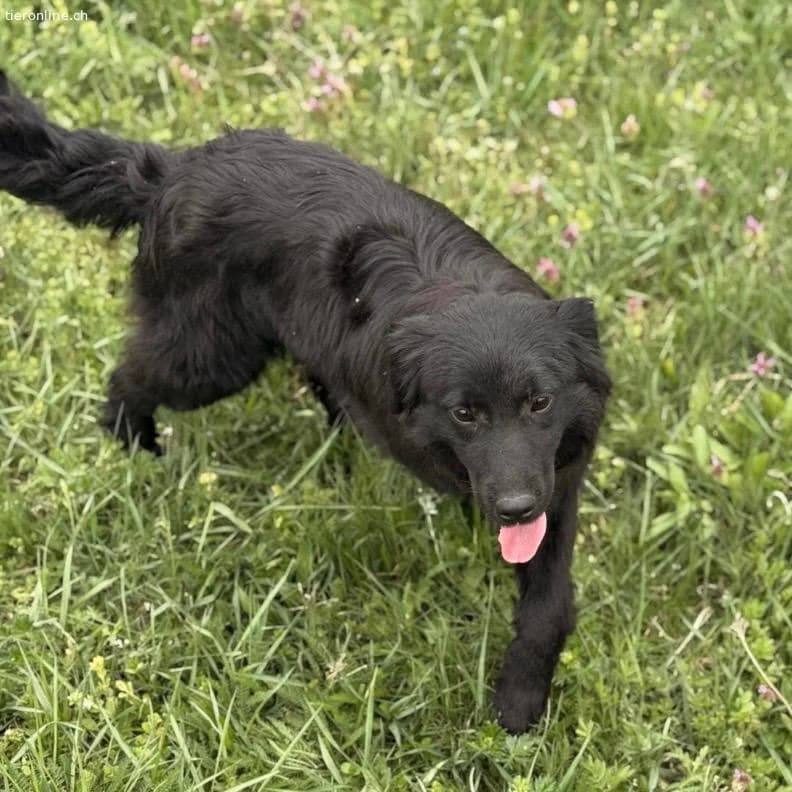 Tonio ein lovely dog, male Dachshund for adoption at Tieronline.ch, Zürich — photo 4 of 6