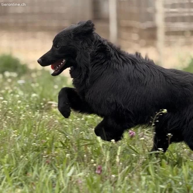 Tonio ein lovely dog, male Dachshund for adoption at Tieronline.ch, Zürich — photo 5 of 6