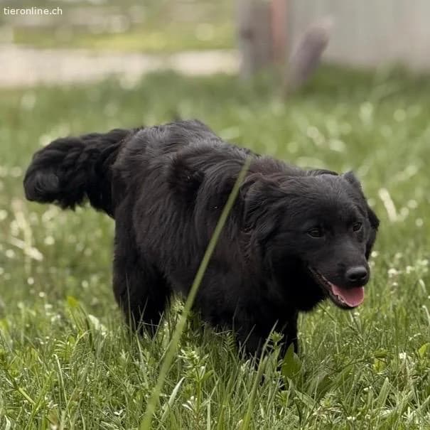 Tonio ein lovely dog, male Dachshund for adoption at Tieronline.ch, Zürich — photo 6 of 6