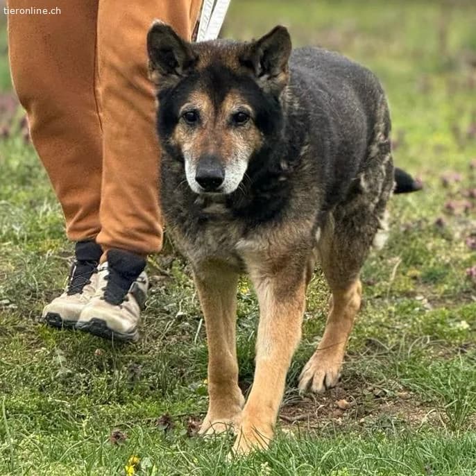 Nero, male German Shepherd for adoption at Tieronline.ch, Zürich