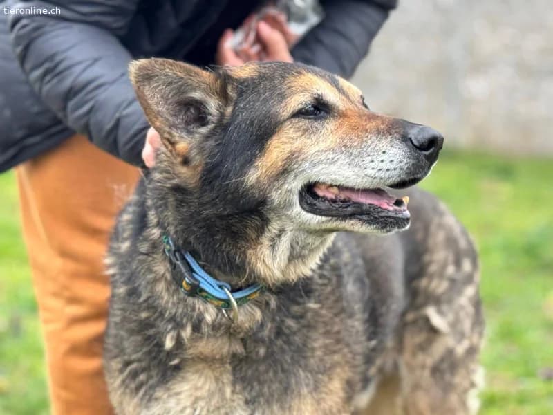 Nero, male German Shepherd for adoption at Tieronline.ch, Zürich — photo 4 of 6