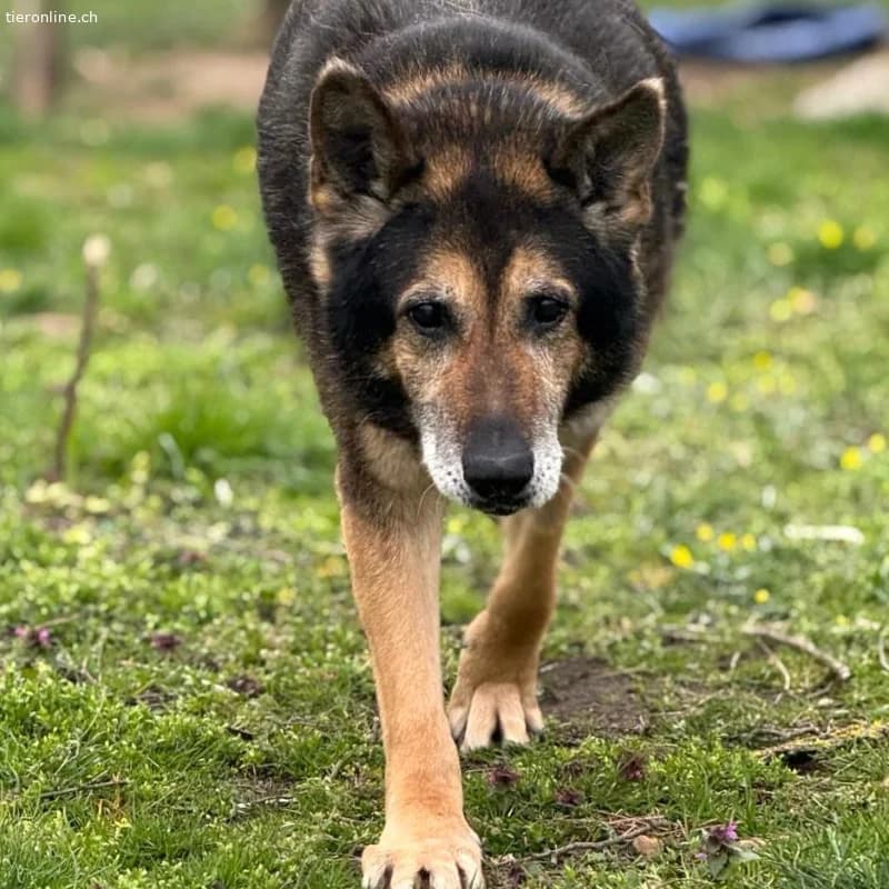 Nero, male German Shepherd for adoption at Tieronline.ch, Zürich — photo 5 of 6