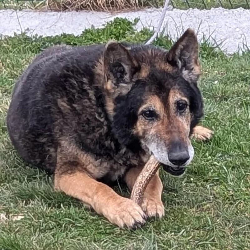 Nero, male German Shepherd for adoption at Tieronline.ch, Zürich — photo 6 of 6