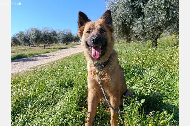 CALYPSO, female German Shepherd for adoption at Tieronline.ch, Zürich