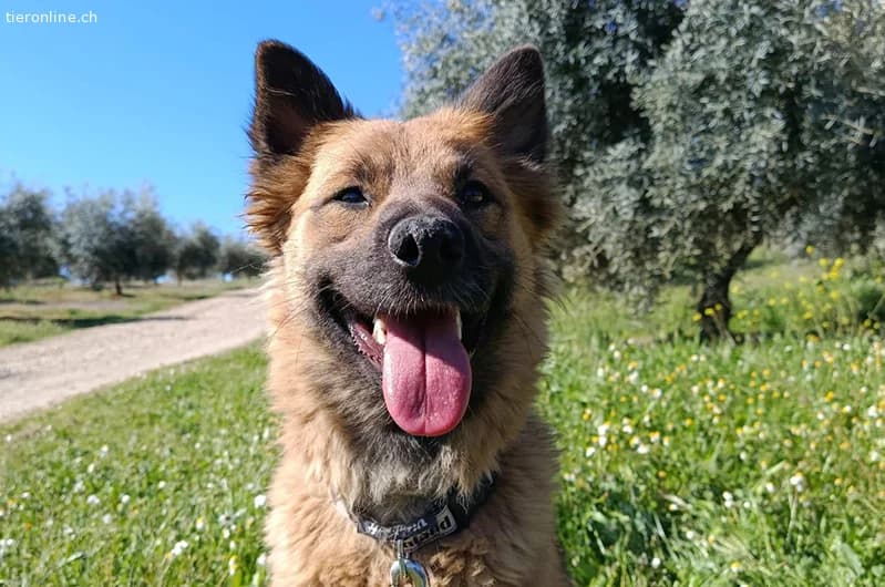 CALYPSO, female German Shepherd for adoption at Tieronline.ch, Zürich — photo 2 of 4