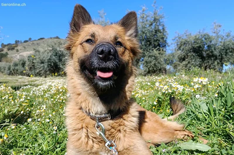 CALYPSO, female German Shepherd for adoption at Tieronline.ch, Zürich — photo 4 of 4