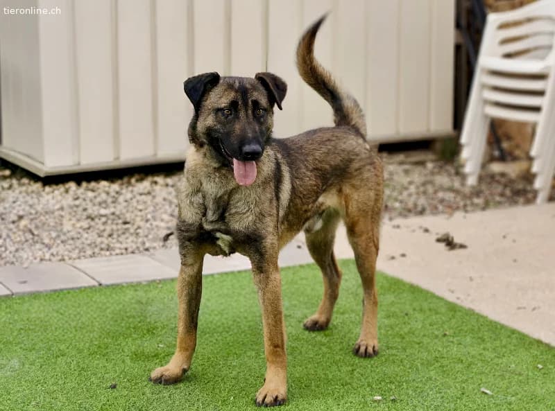 Amato, male German Shepherd for adoption at Tieronline.ch, Zürich — photo 2 of 6