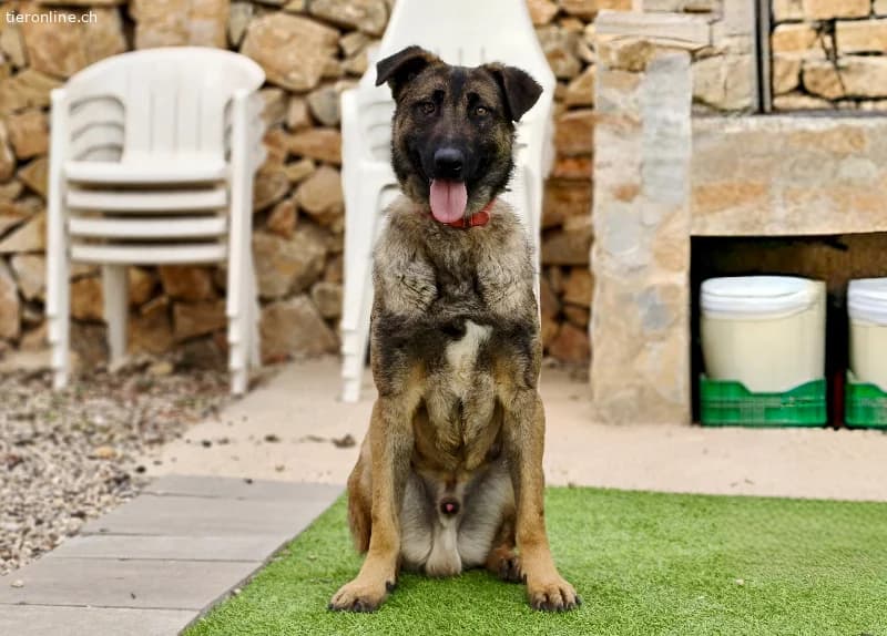 Amato, male German Shepherd for adoption at Tieronline.ch, Zürich — photo 3 of 6