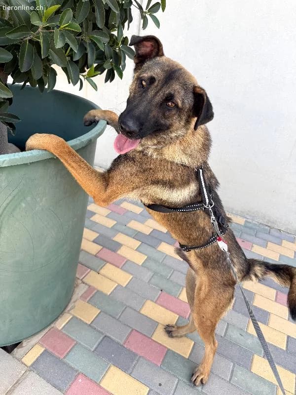 Amato, male German Shepherd for adoption at Tieronline.ch, Zürich — photo 4 of 6