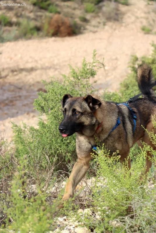 Amato, male German Shepherd for adoption at Tieronline.ch, Zürich — photo 5 of 6