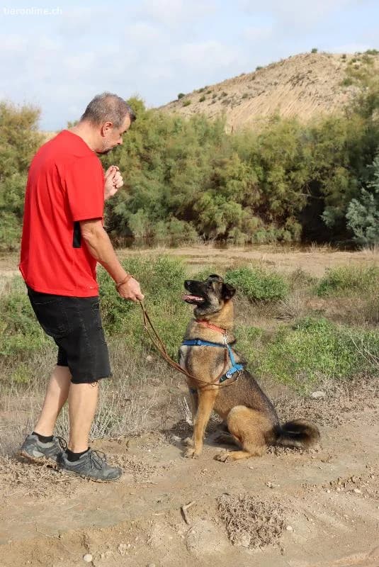 Amato, male German Shepherd for adoption at Tieronline.ch, Zürich — photo 6 of 6