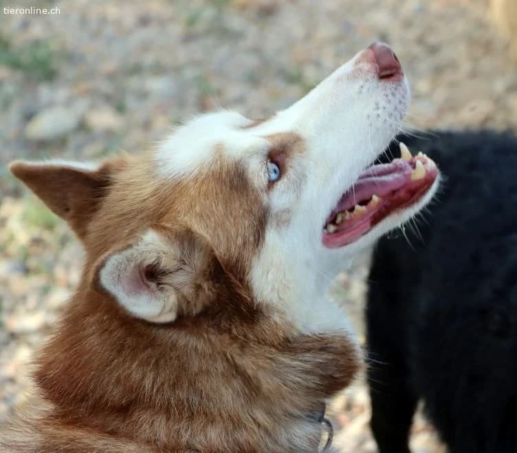 Blue, male Husky for adoption at Tieronline.ch, Zürich