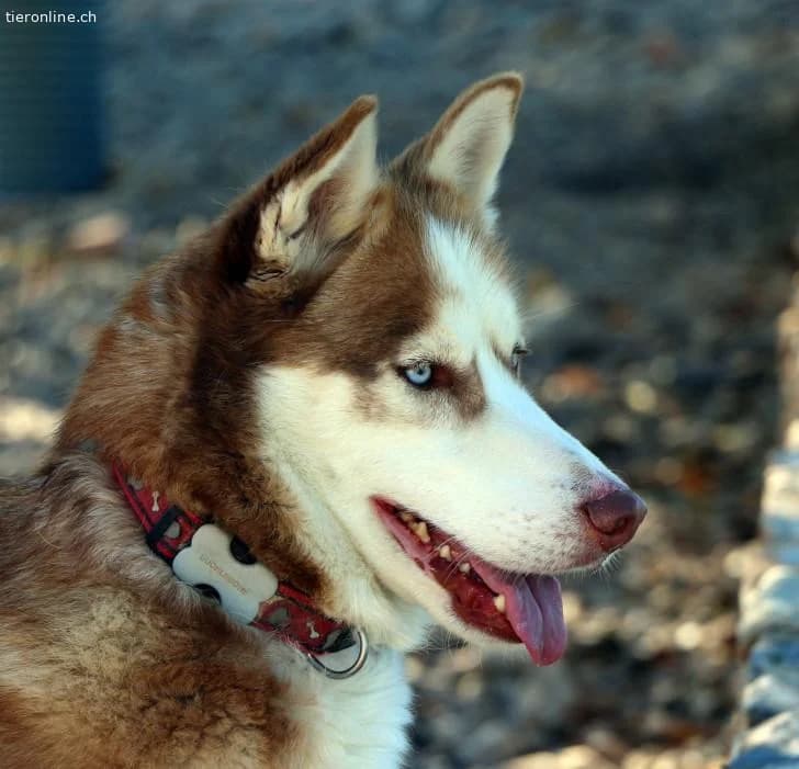 Blue, male Husky for adoption at Tieronline.ch, Zürich — photo 2 of 6