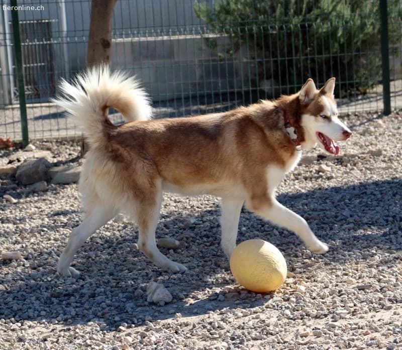 Blue, male Husky for adoption at Tieronline.ch, Zürich — photo 3 of 6