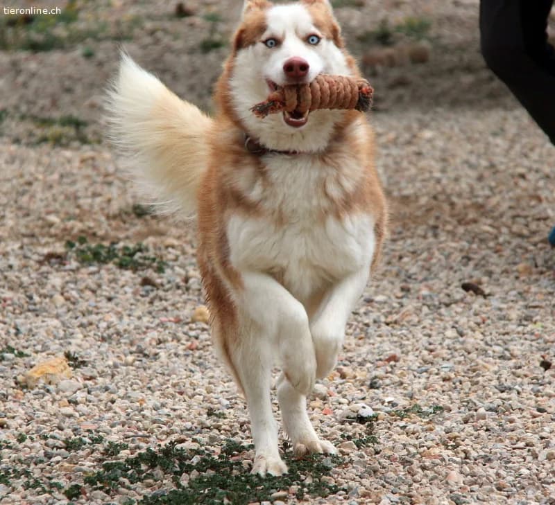 Blue, male Husky for adoption at Tieronline.ch, Zürich — photo 4 of 6