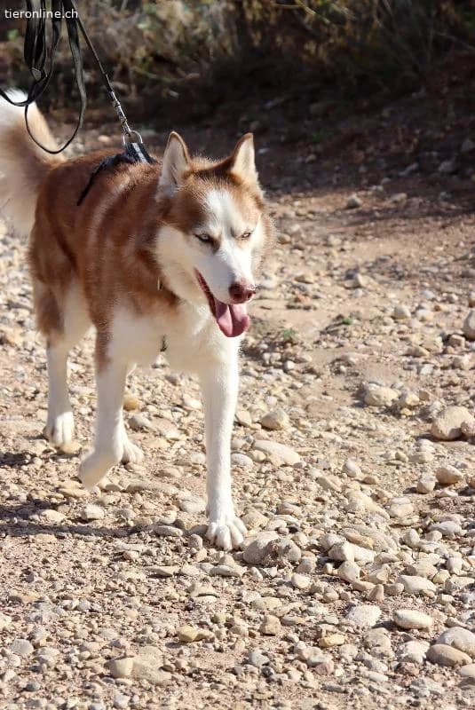Blue, male Husky for adoption at Tieronline.ch, Zürich — photo 5 of 6