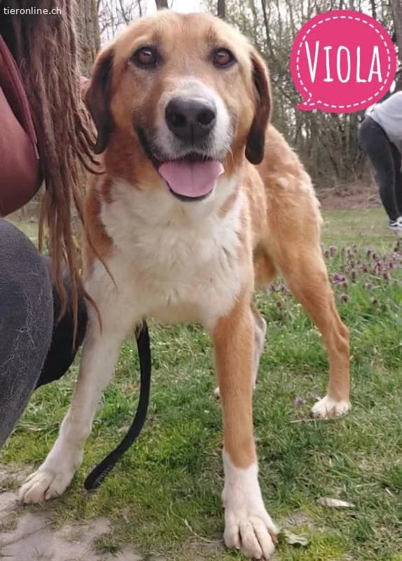Viola ein Traumwesen, female Labrador Retriever for adoption at Tieronline.ch, Zürich
