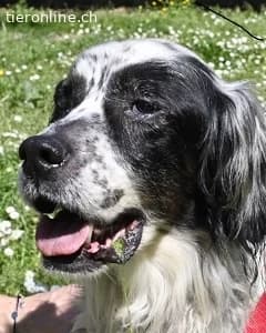 Notfall, male English Setter for adoption at Tieronline.ch, Zürich