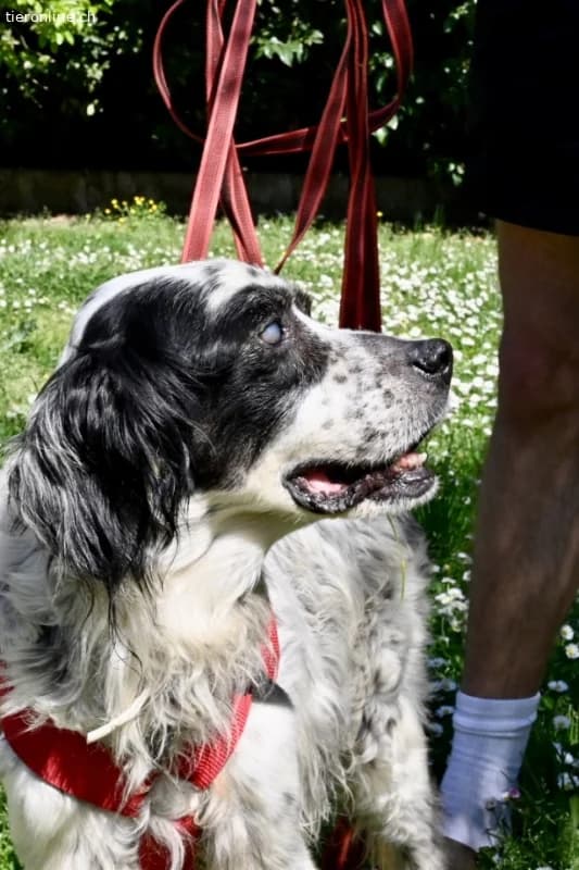 Notfall, male English Setter for adoption at Tieronline.ch, Zürich — photo 2 of 6