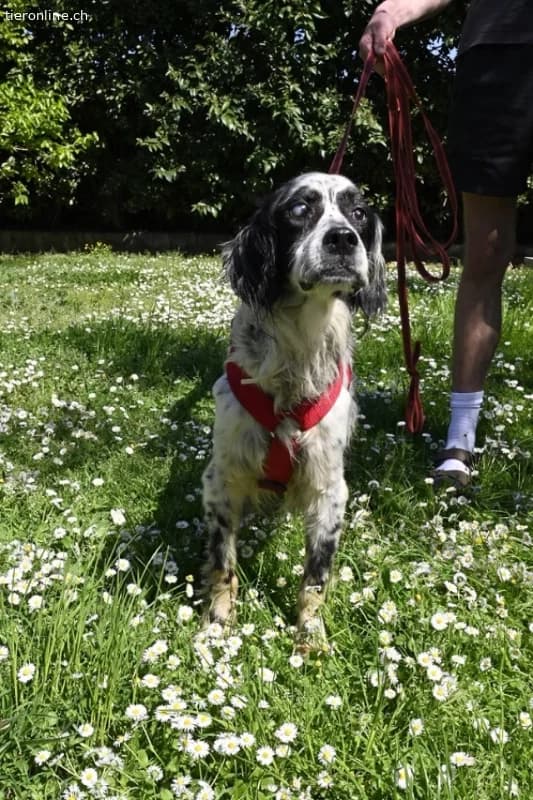 Notfall, male English Setter for adoption at Tieronline.ch, Zürich — photo 3 of 6