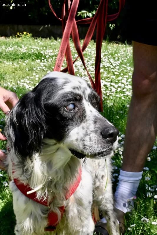 Notfall, male English Setter for adoption at Tieronline.ch, Zürich — photo 4 of 6