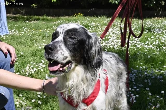 Notfall, male English Setter for adoption at Tieronline.ch, Zürich — photo 6 of 6