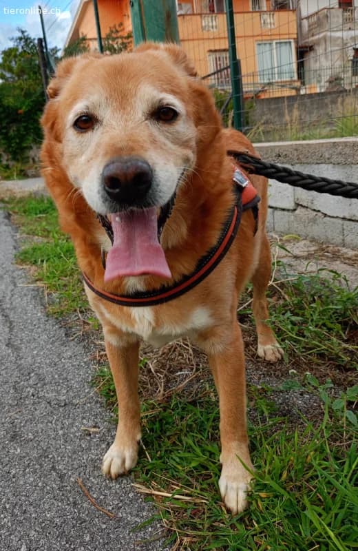 HERMES SUCHT EINEN DEFINITIVEN PLATZ IM HERZEN EIN, male Mixed Breed for adoption at Tieronline.ch, Zürich — photo 2 of 6
