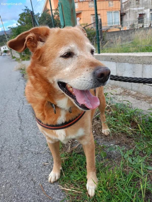 HERMES SUCHT EINEN DEFINITIVEN PLATZ IM HERZEN EIN, male Mixed Breed for adoption at Tieronline.ch, Zürich — photo 3 of 6