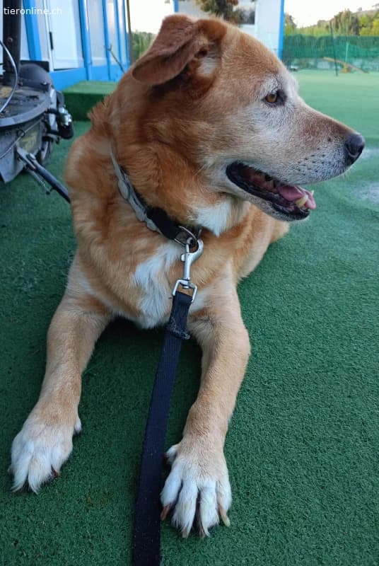 HERMES SUCHT EINEN DEFINITIVEN PLATZ IM HERZEN EIN, male Mixed Breed for adoption at Tieronline.ch, Zürich — photo 4 of 6