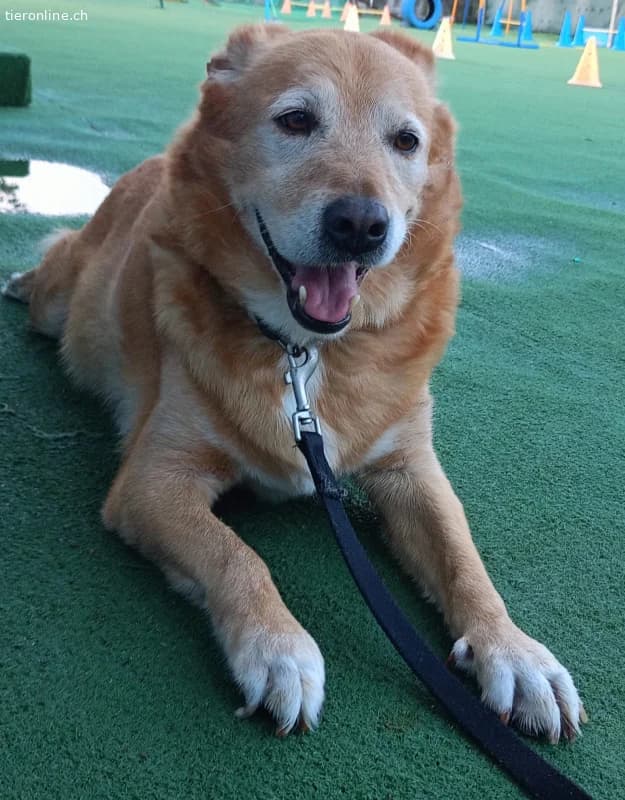 HERMES SUCHT EINEN DEFINITIVEN PLATZ IM HERZEN EIN, male Mixed Breed for adoption at Tieronline.ch, Zürich — photo 5 of 6