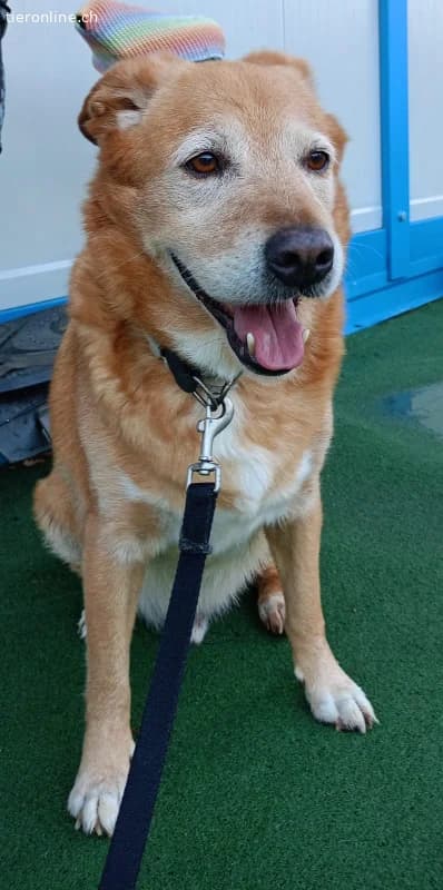 HERMES SUCHT EINEN DEFINITIVEN PLATZ IM HERZEN EIN, male Mixed Breed for adoption at Tieronline.ch, Zürich — photo 6 of 6