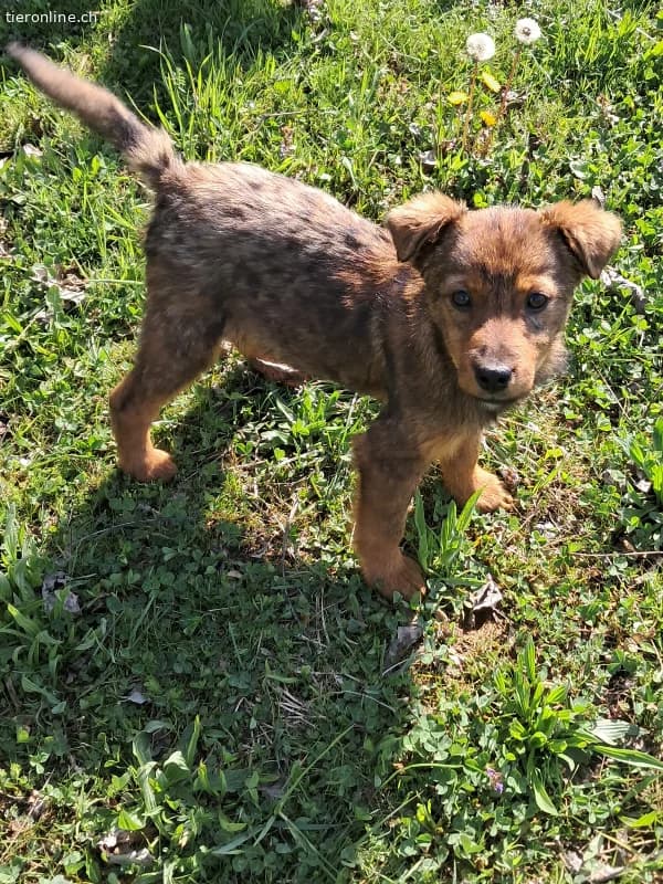 Niedlicher gestromter Welpe zur Adoption verfügbar, male Mixed Breed for adoption at Tieronline.ch, Zürich
