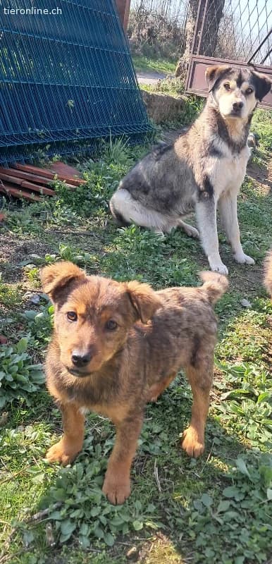 Niedlicher gestromter Welpe zur Adoption verfügbar, male Mixed Breed for adoption at Tieronline.ch, Zürich — photo 2 of 4