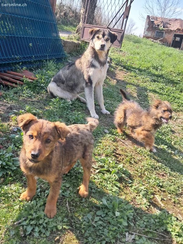 Niedlicher gestromter Welpe zur Adoption verfügbar, male Mixed Breed for adoption at Tieronline.ch, Zürich — photo 3 of 4