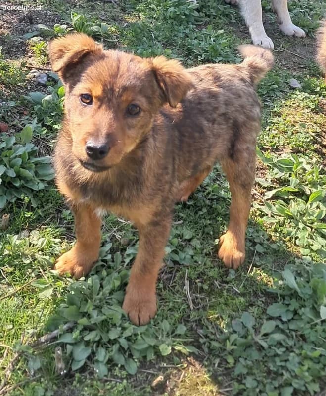 Niedlicher gestromter Welpe zur Adoption verfügbar, male Mixed Breed for adoption at Tieronline.ch, Zürich — photo 4 of 4