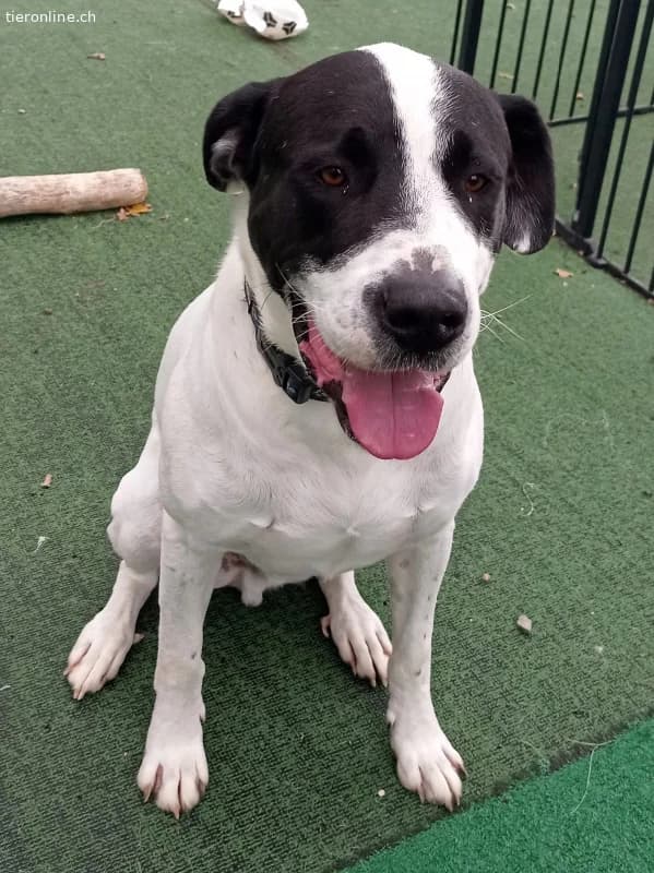 Bingo, ein Herz, dass gebrochen wurde, male Mixed Breed for adoption at Tieronline.ch, Zürich