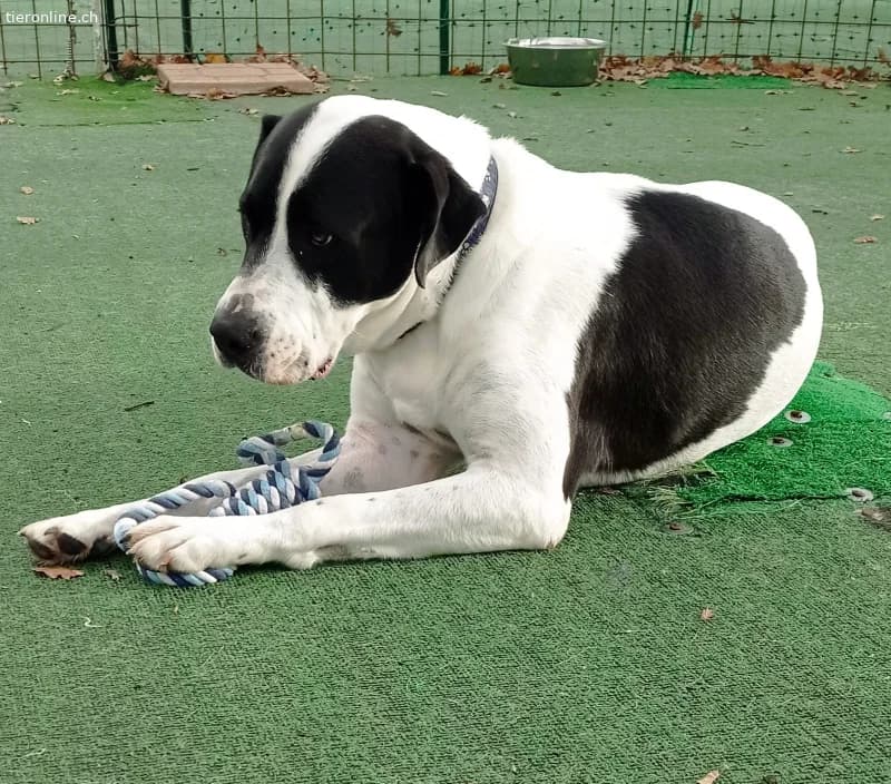 Bingo, ein Herz, dass gebrochen wurde, male Mixed Breed for adoption at Tieronline.ch, Zürich — photo 2 of 4
