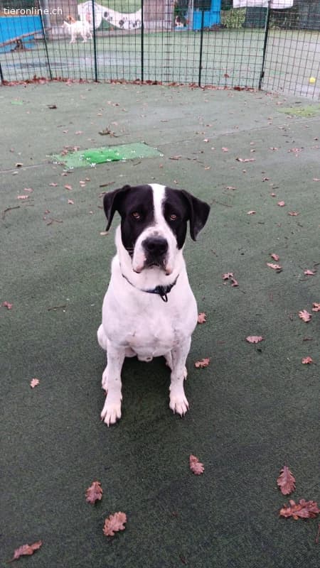 Bingo, ein Herz, dass gebrochen wurde, male Mixed Breed for adoption at Tieronline.ch, Zürich — photo 3 of 4
