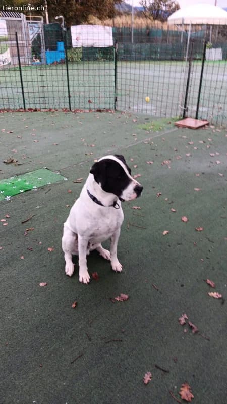 Bingo, ein Herz, dass gebrochen wurde, male Mixed Breed for adoption at Tieronline.ch, Zürich — photo 4 of 4