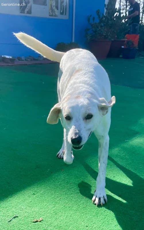 Ein Begleiter fürs Leben sehnt sich nach Familienw, male Mixed Breed for adoption at Tieronline.ch, Zürich